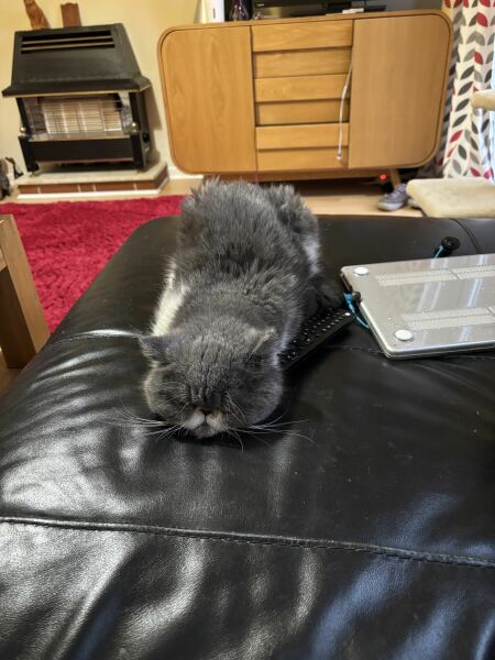 Pampered, Persian, Princess Penelope