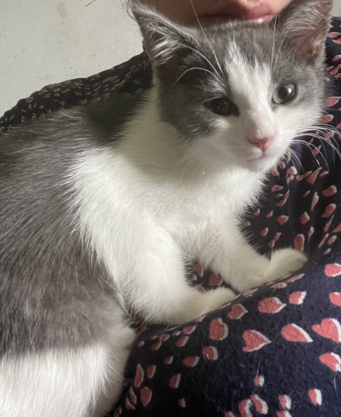 Can anyone guess what crossbreed my kitten is?