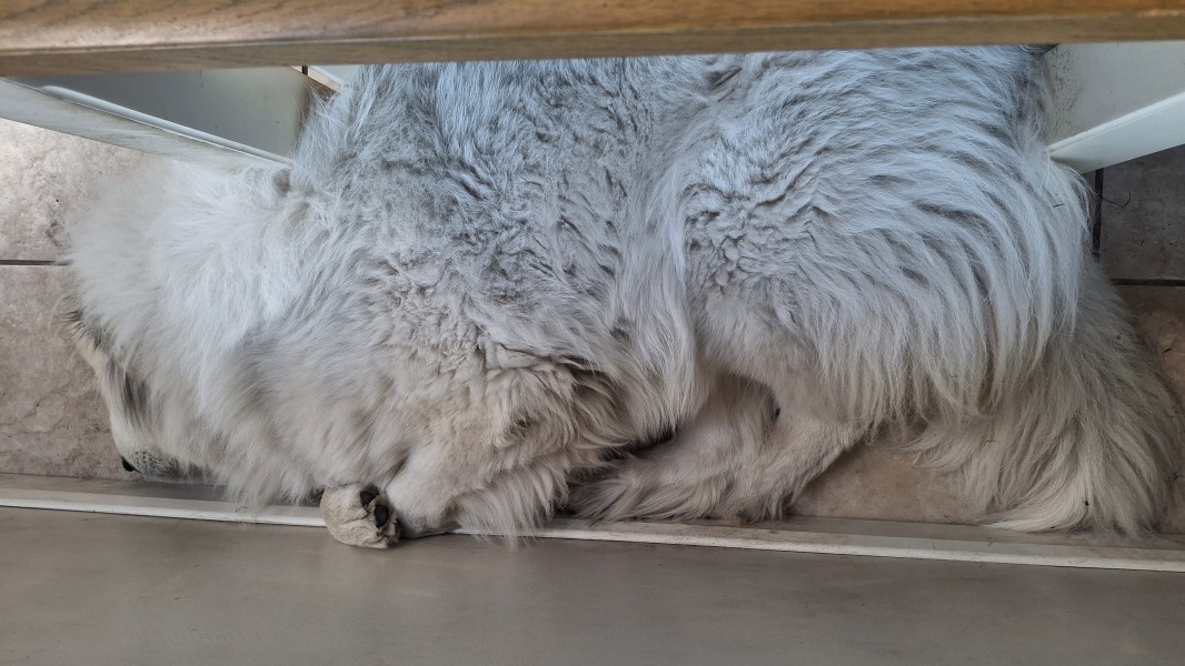 Adolescent Dog Survival Thread - for teenage dirtbags