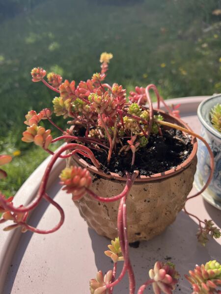What have you done in the garden today? Part 7