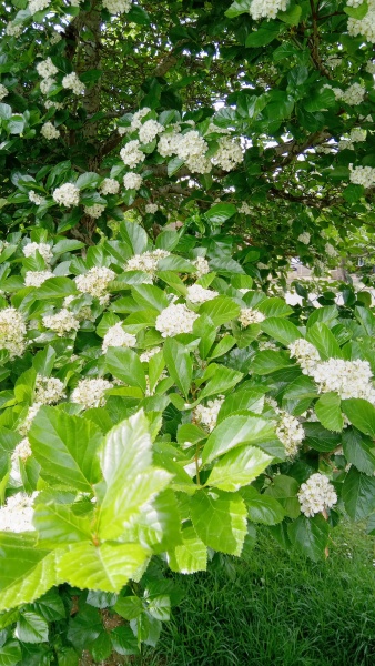 Plant ID please