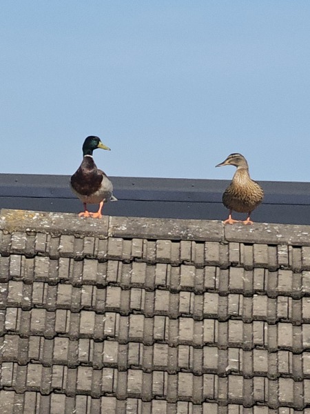 Roond and roond and up and doon - the Excellent Cats roam aboot