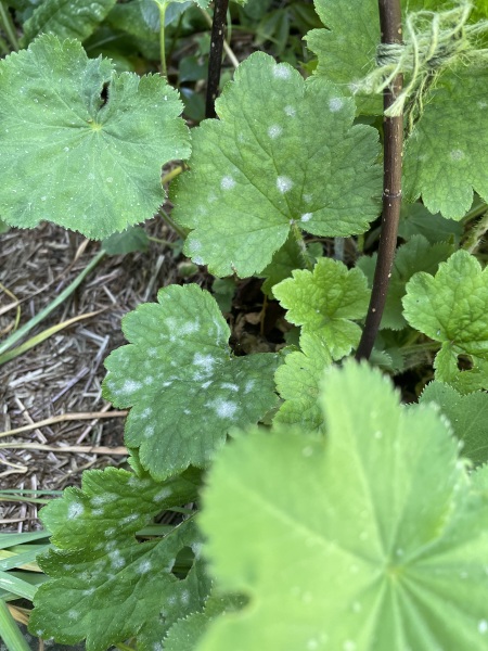 Mildew (?) on Tellmia grandiflora