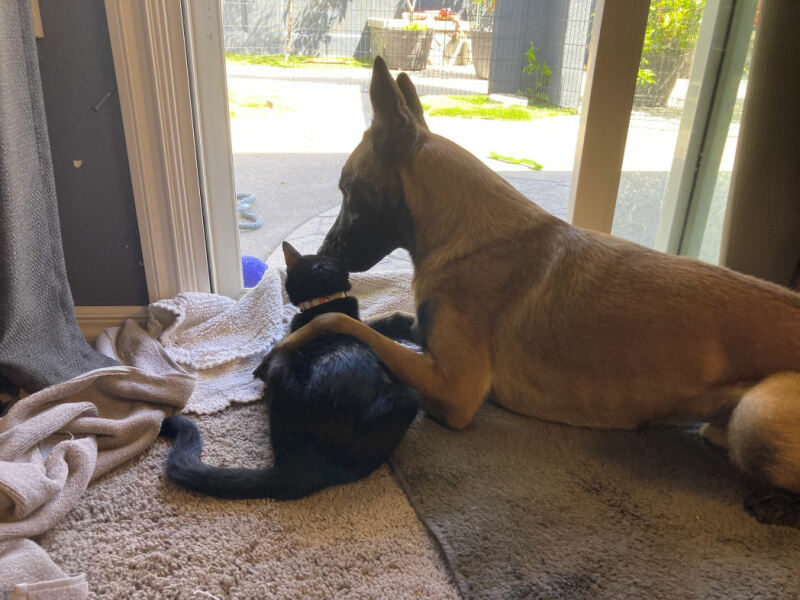 Adolescent Dog Survival Thread - for teenage dirtbags