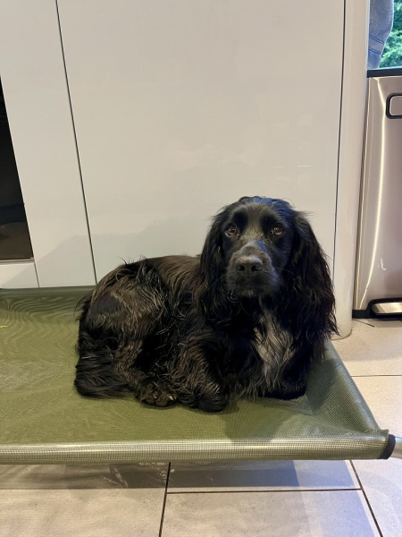 Adolescent Dog Survival Thread - get teenage licks right through the night!
