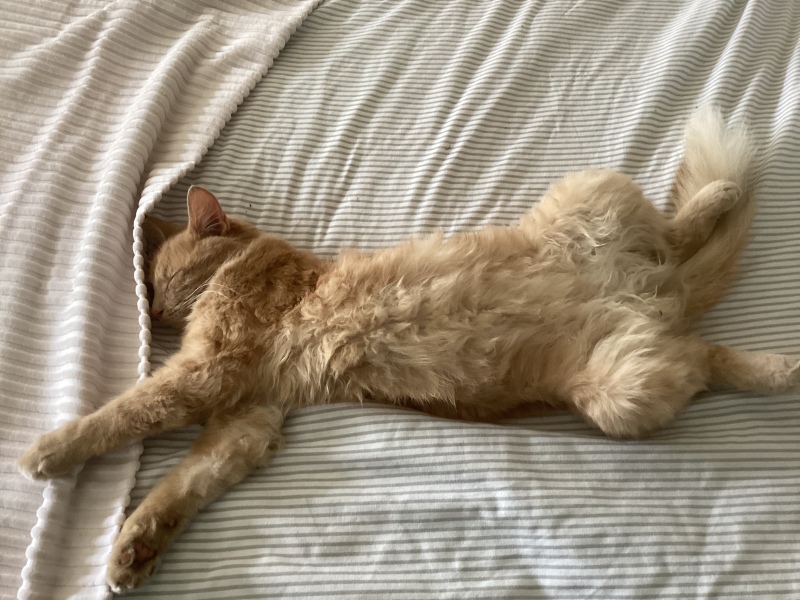 Long haired cat fur styles