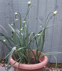 Help me ID these bulbs please