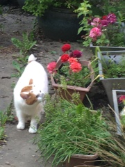 Hymns in Minor Keys & the Russian Easter Overture - the Excellent Cats ignore Culture.....