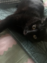 Taking on a 16 year old cat.