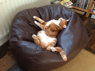 How exhausted are your cats today?