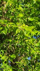 What is this tree?