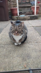CATS!
