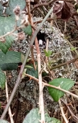 Do we have a Wildlife/Nature/Conservation topic?