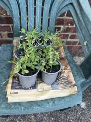 Sweet Peas