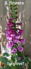Can we play a game of foxglove, hollyhock or verbascum?