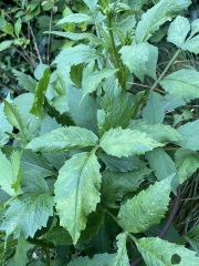Dahlia leaf discolouration