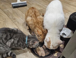 How exhausted are your cats today?