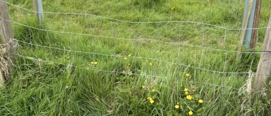 Safety concern at private dog field