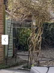 Garden experts… is this bamboo ?