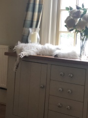 How exhausted are your cats today?