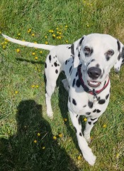 Mounjuro Auggies Thread 14