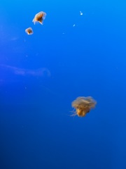 Come and tell us your dull and unexciting news 33: Calmly through the day