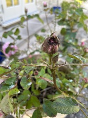 Why are ants attacking my roses