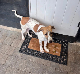 Wisdom needed re pup purchase
