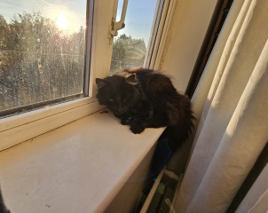 Roond and roond and up and doon - the Excellent Cats roam aboot