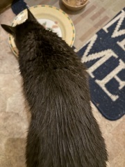 Roond and roond and up and doon - the Excellent Cats roam aboot