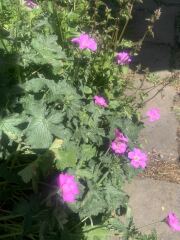 Hardy Geranium problem.