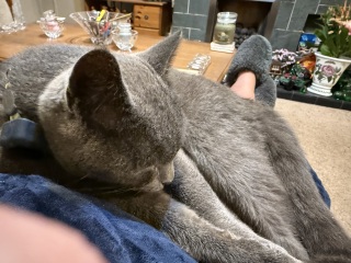 Roond and roond and up and doon - the Excellent Cats roam aboot