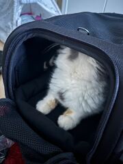Isofix cat carrier