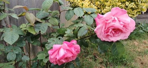 Rose recommendation based on this criteria