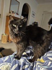 Roond and roond and up and doon - the Excellent Cats roam aboot