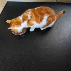 How often does your cat get stood on?