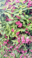 Plant ID please