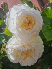 Which rose has bloomed first in your garden?