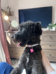 Adolescent Dog Survival Thread - for teenage dirtbags