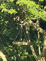 Fat balls and possible garden pests