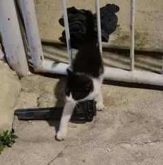 Cats in Cyprus