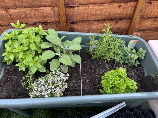 What have you done in the garden today? Part 7
