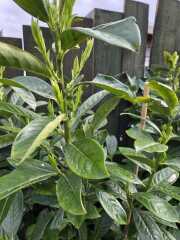 New Laurel Hedge Issues - Help Please!!