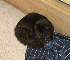 Roond and roond and up and doon - the Excellent Cats roam aboot