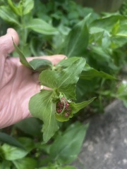 Plant ID please… can you do a better job than ChatGPT