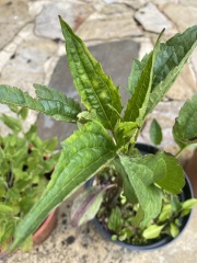 Pls help identify these plants x 3