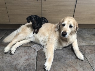 Tell me about sausage dogs.