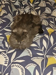 Roond and roond and up and doon - the Excellent Cats roam aboot