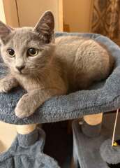 Roond and roond and up and doon - the Excellent Cats roam aboot