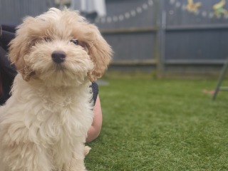 What shall I name my new puppy?
